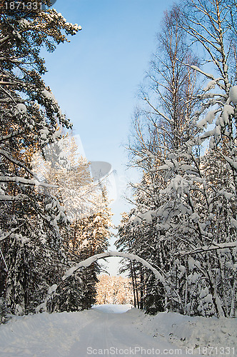 Image of Snow covered path during winter wood