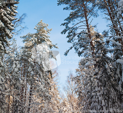 Image of Snow covered winter wood