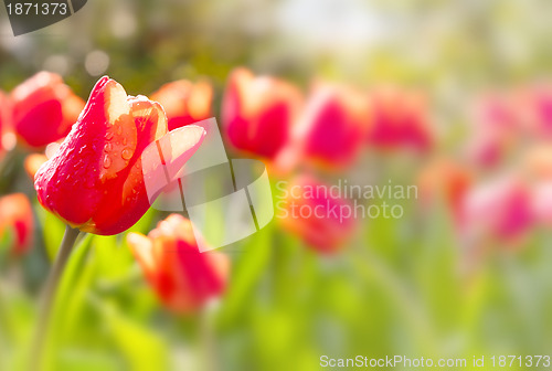 Image of Red Tulips