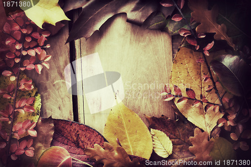 Image of Autumn Border