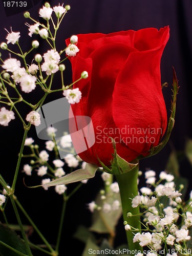 Image of Bouquet of Roses