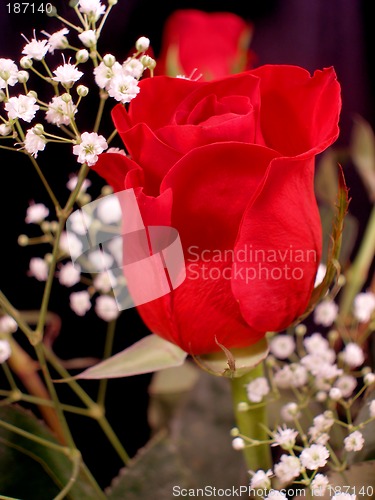 Image of Bouquet of Roses