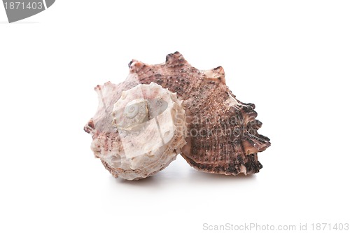 Image of Sea shell