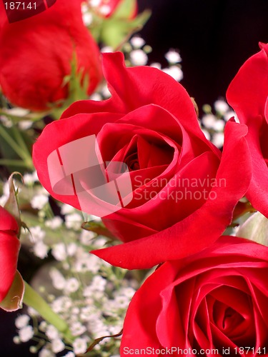 Image of Bouquet of Roses