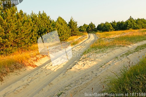 Image of Fork road on sandy soil among pine forest