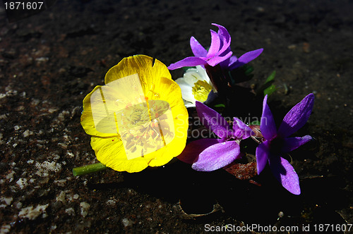 Image of Wild flowers