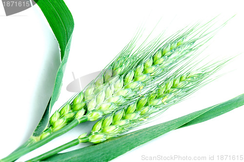 Image of Fresh green wheat ears