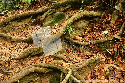 Image of Roots