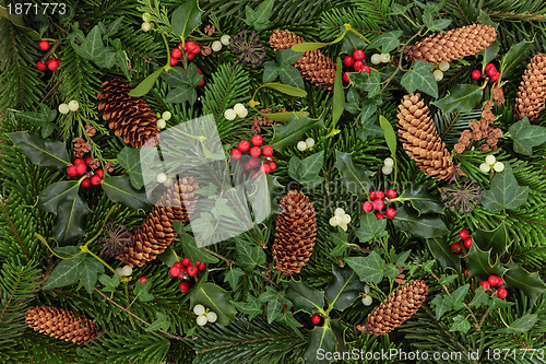 Image of Winter Flora and Fauna