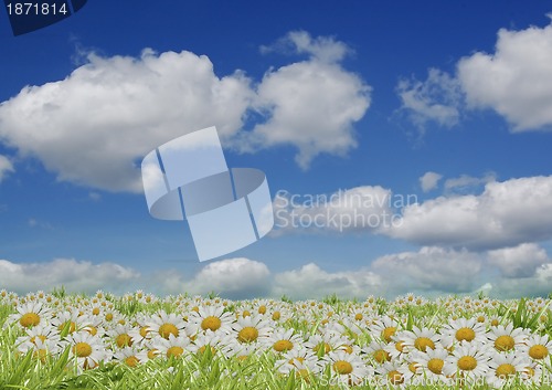 Image of white flowers