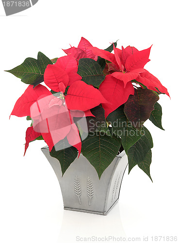 Image of Poinsettia Flowers