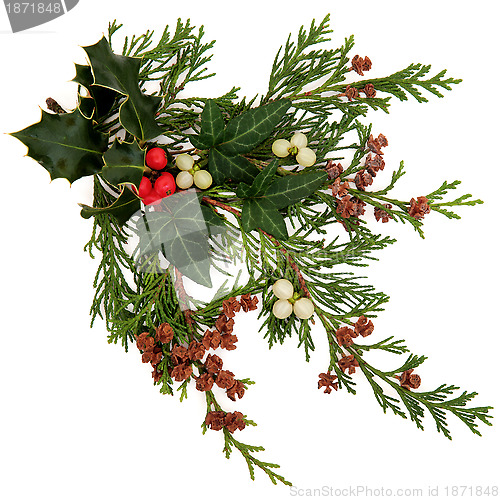 Image of Winter Flora and Fauna