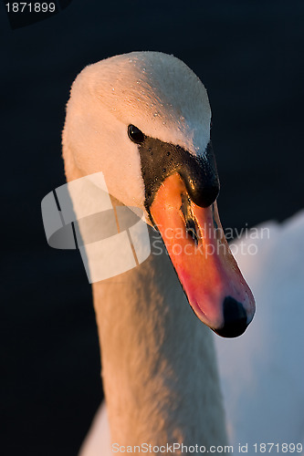 Image of White swan 
