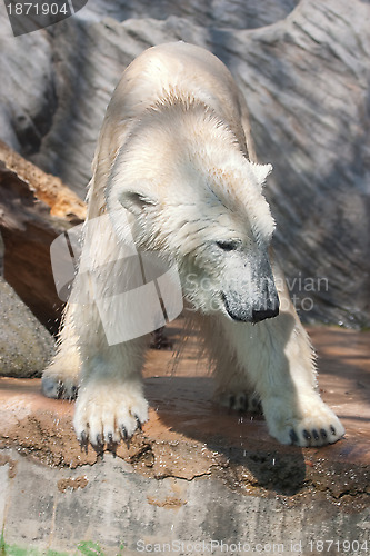 Image of Young Polar Bear