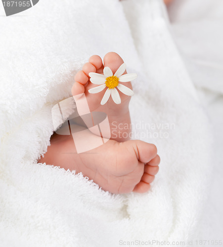 Image of Lovely infant foot with little white daisy