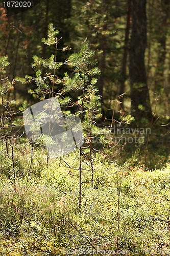 Image of pine needles