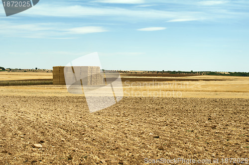 Image of Straw bales in a wheat field