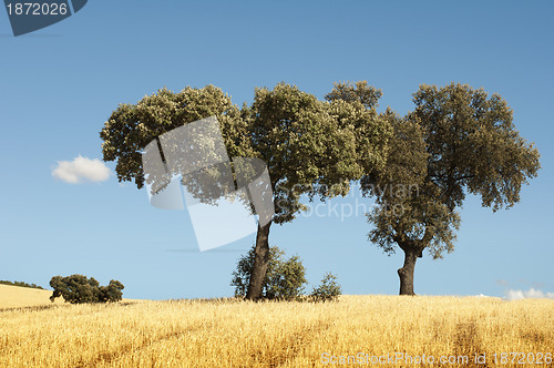 Image of Acorns trees
