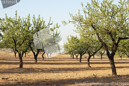 Image of Almond plantation trees