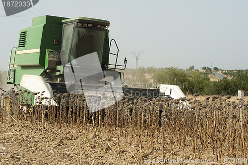 Image of Harvester reaps sunflowers