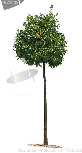 Image of Orange tree with fruits