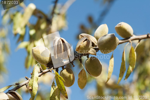 Image of Nearly ripe almonds