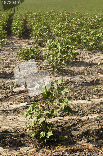 Image of Cotton blossom 