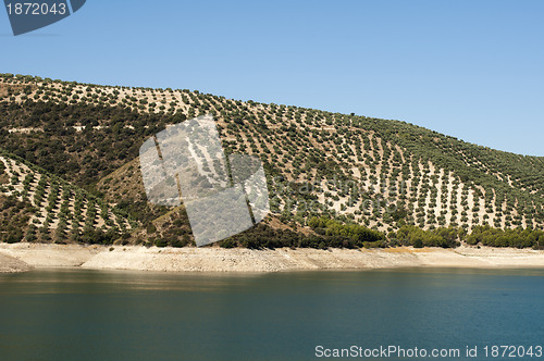 Image of Olive trees in plantation