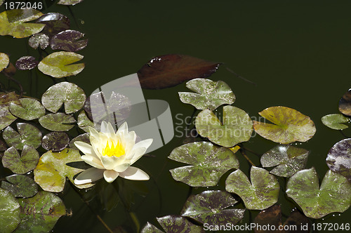 Image of Water lily flower