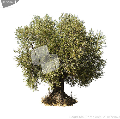 Image of Olive tree white isolated