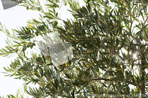 Image of Olives on a branch