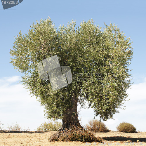 Image of Olive tree