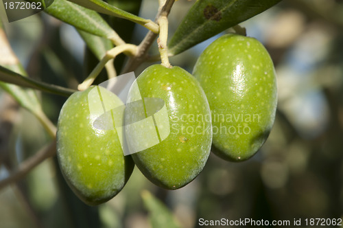 Image of Olives on a branch