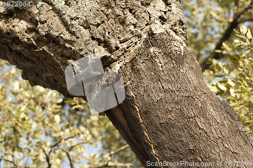 Image of A corkwood tree