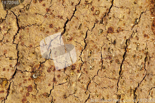 Image of Cork crust