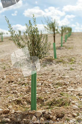 Image of Yang olive trees in a row