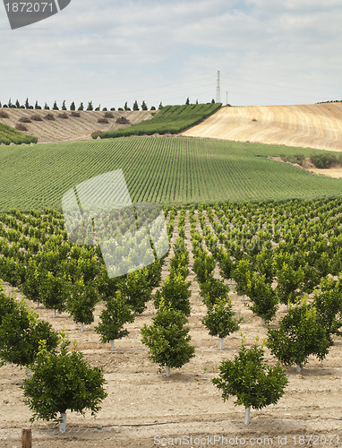 Image of Yang orange trees plant