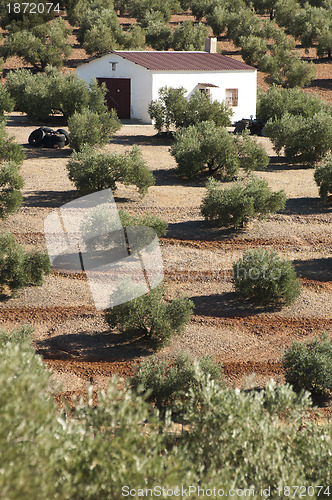 Image of Olive trees