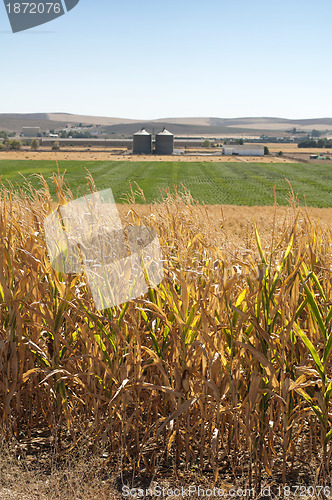 Image of Corn plantation and processing plant factory