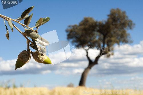 Image of Acorns tree and arcon