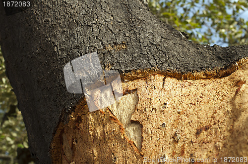 Image of A corkwood tree