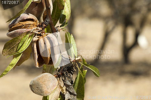 Image of Nearly ripe almonds