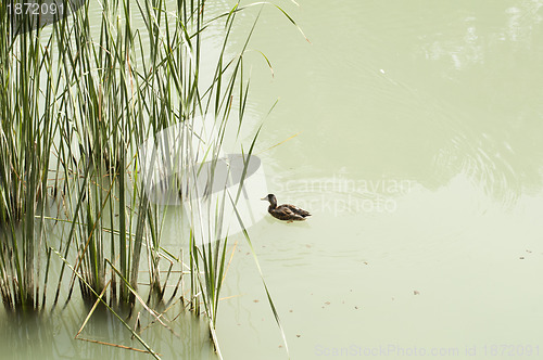 Image of Cane in River and wild ducks