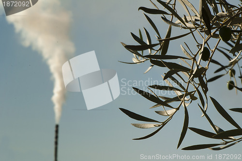 Image of Olive trees and factory