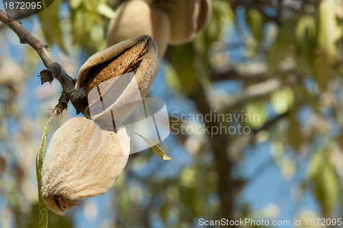 Image of Nearly ripe almonds