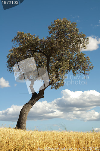 Image of Acorns tree and blue cloudy sky