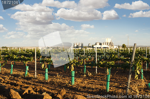 Image of Young vineyards and wine fabric