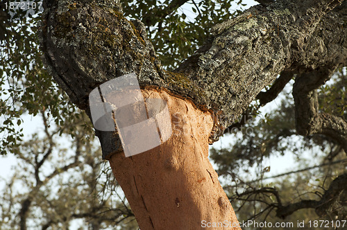 Image of A corkwood tree