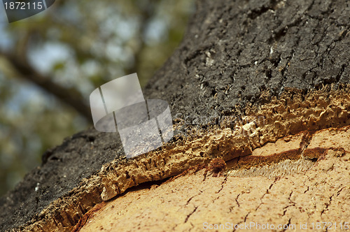 Image of Cork crust