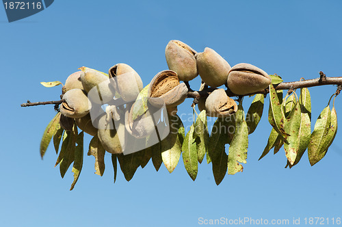 Image of Nearly ripe almonds